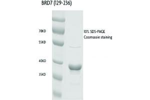 BRD7 Protein (AA 129-236) (GST tag)