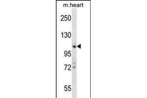 ZCCHC14 Antibody (Center) (ABIN657576 and ABIN2846580) western blot analysis in mouse heart tissue lysates (35 μg/lane). (ZCCHC14 Antikörper  (AA 420-449))