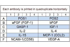Image no. 1 for Bovine Cytokine Array Q2 (ABIN4956016)