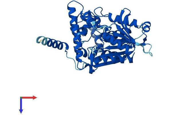 NCEH1 Protein (AA 1-408) (His tag)