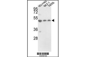 Western blot analysis of in NCI-H460, MCF-7, A2058 cell line lysates (35ug/lane) (PDIA6 Antikörper  (AA 236-264))