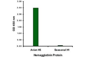 ELISA analysis of Influenza A virus Hemagglutinin H5 protein with 2 ug/mL Influenza A virus Hemagglutinin H5 monoclonal antibody, clone 1E6A7 . (Hemagglutinin Antikörper  (Internal Region))