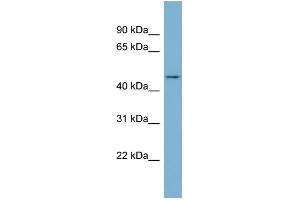 WB Suggested Anti-ENOSF1 Antibody Titration: 0. (ENOSF1 Antikörper  (N-Term))