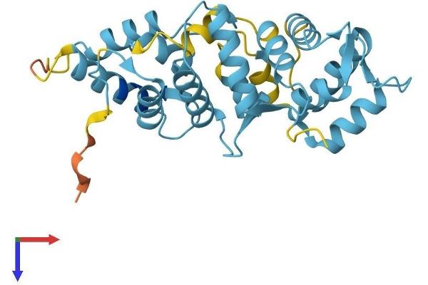 Calretinin Protein (AA 1-271) (His tag)