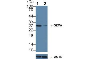 Knockout Varification: Lane 1: Wild-type Jurkat cell lysate; Lane 2: GZMA knockout Jurkat cell lysate; Predicted MW: 29kDa Observed MW: 27kDa Primary Ab: 5µg/ml Rabbit Anti-Mouse GZMA Antibody Second Ab: 0. (GZMA Antikörper  (AA 29-260))