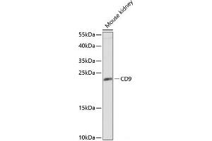 Western blot analysis of extracts of Mouse kidney using CD9 Polyclonal Antibody at dilution of 1:1000. (CD9 Antikörper)