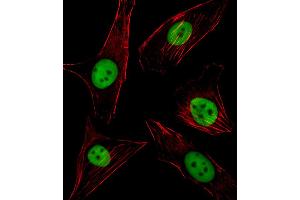 Fluorescent image of NIH/3T3 cell stained with SPI1 Antibody . (SPI1 Antikörper  (C-Term))