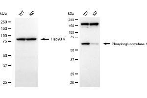 Western blotting analysis using phosphoglucomutase 1 antibody (ABIN7799805). (Rekombinanter Phosphoglucomutase 1 Antikörper)