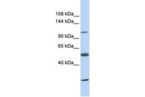 SLC39A10 Antikörper  (AA 36-85)