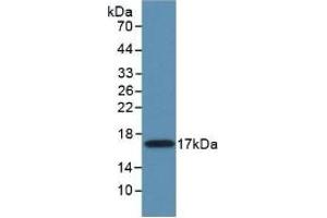 Detection of Recombinant MMP11, Mouse using Polyclonal Antibody to Matrix Metalloproteinase 11 (MMP11) (MMP11 Antikörper  (AA 287-491))