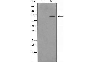Western blot analysis on NIH-3T3 cell lysate using ZNF287 Antibody，The lane on the left is treated with the antigen-specific peptide. (ZNF287 Antikörper)