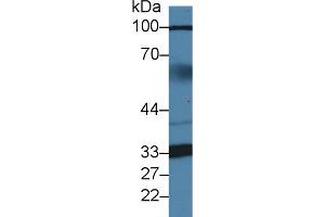 ZBP1 抗体  (AA 10-167)