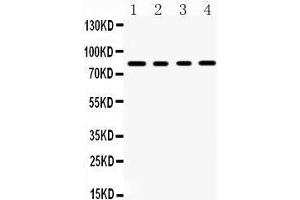 Western Blotting (WB) image for anti-Sp4 Transcription Factor (SP4) (AA 592-620), (C-Term) antibody (ABIN3043351) (SP4 Antikörper  (C-Term))
