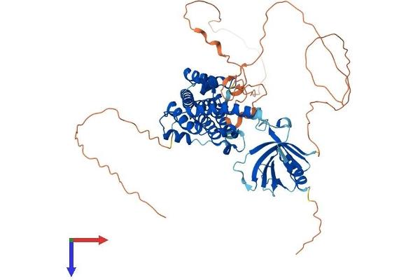 RALGPS2 Protein (AA 1-590) (His tag)