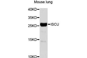 Western blot analysis of extracts of mouse lung, using ISCU antibody (ABIN1873282). (ISCU Antikörper)