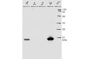 Western-Blot analysis of HPV-11 E7 protein. (Human Papilloma Virus 11 E7 (HPV-11 E7) (AA 36-70) Antikörper)