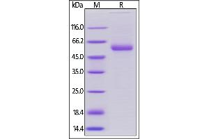 SDS-PAGE (SDS) image for Tumor Necrosis Factor (Ligand) Superfamily, Member 4 (TNFSF4) (AA 51-183) (Active) protein (Fc Tag) (ABIN6253587)