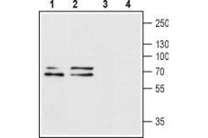 Western blot analysis of rat brain (lanes 1 and 3) and mouse brain (lanes 2 and 4) lysates: - 1,2. (P2RX1 Antikörper  (Extracellular Loop))