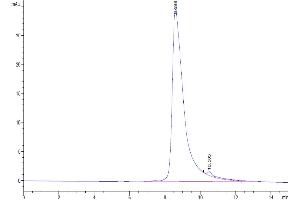 The purity of Cynomolgus BST1 is greater than 95 % as determined by SEC-HPLC. (BST1 Protein (AA 26-289) (His tag))