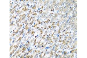 Immunohistochemistry of paraffin-embedded Mouse stomach using CST1 Polyclonal Antibody at dilution of 1:100 (40x lens). (CST1 Antikörper)
