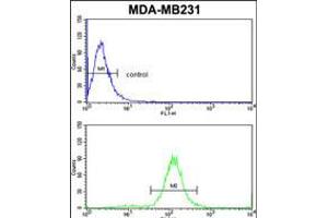 Flow cytometric analysis of MDA-MB231 cells (bottom histogram) compared to a negative control cell (top histogram). (TSHB Antikörper  (AA 58-86))