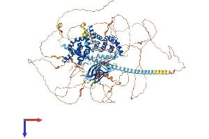 SYNGAP1 Protein (AA 1-1343) (His tag)
