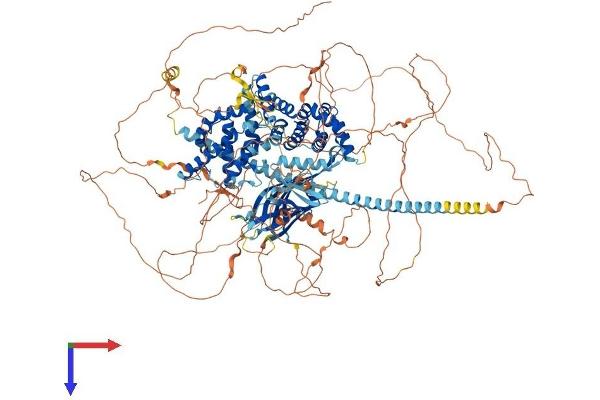 SYNGAP1 Protein (AA 1-1343) (His tag)