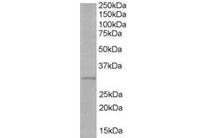 Image no. 1 for anti-Toll-Interleukin 1 Receptor (TIR) Domain Containing Adaptor Protein (TIRAP) (AA 221-234) antibody (ABIN293887) (TIRAP Antikörper  (AA 221-234))