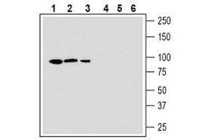 Western blot analysis human HepG2 hepatocellular carcinoma cell line lysate (lanes 1 and 4), mouse  microglia cell line lysate (lanes 2 and 5) and human  megakaryoblastic leukemia cell line lysate (lanes 3 and 6):1-3.