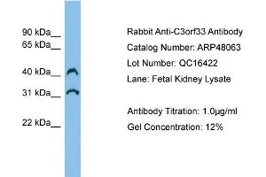 WB Suggested Anti-C3orf33 Antibody Titration:  0. (C3orf33 Antikörper  (Middle Region))