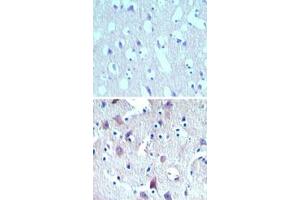 Image no. 1 for anti-Mesenchymal Stem Cell Protein DSCD75 (THEM6) (AA 200-250) antibody (ABIN960105) (THEM6 Antikörper  (AA 200-250))