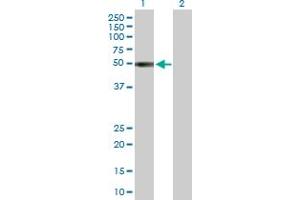 Western Blot analysis of KIR2DL1 expression in transfected 293T cell line by KIR2DL1 MaxPab polyclonal antibody.