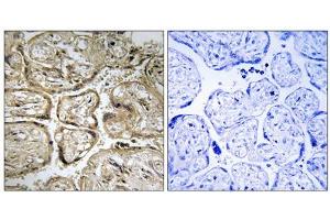 Immunohistochemistry analysis of paraffin-embedded human placenta tissue using CST9L antibody.