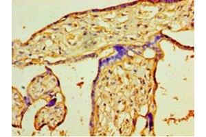 Immunohistochemistry of paraffin-embedded human placenta tissue using ABIN7163238 at dilution of 1:100