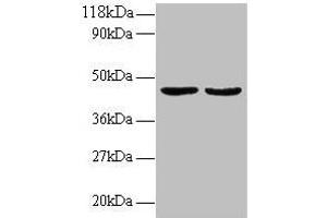 Western blot All lanes: TNFSF14 antibody at 2 μg/mL Lane 1: EC109 whole cell lysate Lane 2: 293T whole cell lysate Secondary Goat polyclonal to rabbit IgG at 1/15000 dilution Predicted band size: 27, 23 kDa Observed band size: 45 kDa (TNFSF14 Antikörper  (AA 1-239))