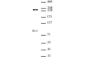 RNA pol II phospho Ser5 antibody (mAb) (Clone 1H4B6) tested by Western blot. (Rpb1 CTD Antikörper  (Ser5))