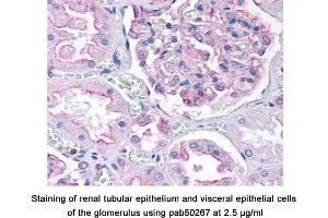 Image no. 1 for anti-Dynamin 1-Like (DNM1L) (AA 500-600), (Internal Region) antibody (ABIN363576) (Dynamin 1-Like Antikörper  (Internal Region))