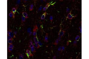 Indirect immunostaining of PFA fixed paraffin embedded mouse brain section with anti-Glutamine synthetase (dilution 1 : 500; red) and chicken anti-GFAP (cat. (GLN1 Antikörper)