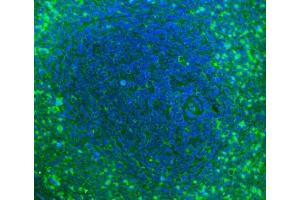 IF analysis of Cd2 using anti-Cd2 antibody (ABIN7601386). (CD2 Antikörper  (AA 34-330))