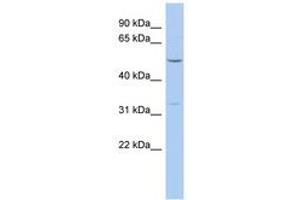 Image no. 1 for anti-F-Box Protein 15 (FBXO15) (AA 71-120) antibody (ABIN6743709) (FBXO15 Antikörper  (AA 71-120))