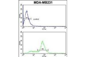 CAV2 Antibody (N-term) (ABIN652586 and ABIN2842393) flow cytometric analysis of MDA-M cells (bottom histogram) compared to a negative control cell (top histogram). (Caveolin 2 Antikörper  (N-Term))