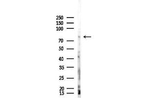 Western blot analysis of lysates from Mouse testis, using TOX Antibody at 1/1000 dilution.