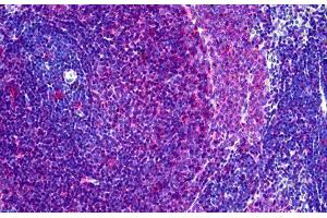 Rat Spleen: Formalin-Fixed, Paraffin-Embedded (FFPE) (MHC Class II RT-1B Antikörper)