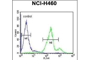SC31B Antibody (C-term) (ABIN651805 and ABIN2840406) flow cytometric analysis of NCI- cells (right histogram) compared to a negative control cell (left histogram). (SEC31B Antikörper  (C-Term))