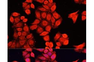 Immunofluorescence analysis of HeLa cells using NRF1 Polyclonal Antibody at dilution of 1:100. (NRF1 Antikörper)