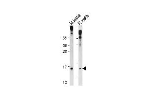 All lanes : Anti-GLRX2 Antibody (C-term ) at 1:1000 dilution Lane 1: Mouse testis tissue lysate Lane 2: Rat testis tissue lysate Lysates/proteins at 20 μg per lane. (Glutaredoxin 2 Antikörper  (C-Term))