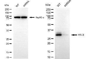 Western blotting analysis using H1-3 antibody (ABIN7798939).