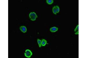 Immunofluorescent analysis of HepG2 cells using ABIN7169942 at dilution of 1:100 and Alexa Fluor 488-congugated AffiniPure Goat Anti-Rabbit IgG(H+L) (NALCN Antikörper  (AA 19-141))