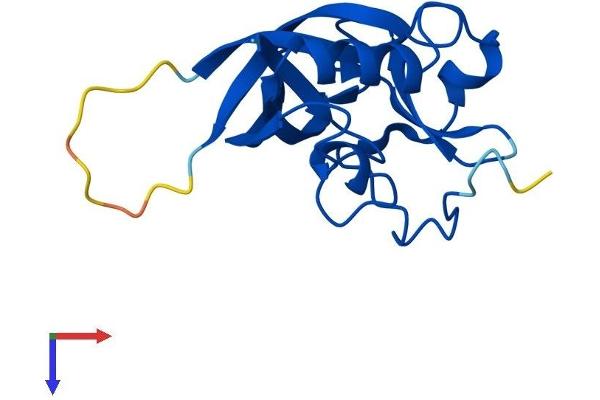 GGACT Protein (AA 1-153) (His tag)