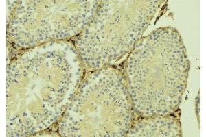 ABIN6274906 at 1/100 staining Mouse testis tissue by IHC-P. (B3GALTL Antikörper  (C-Term))